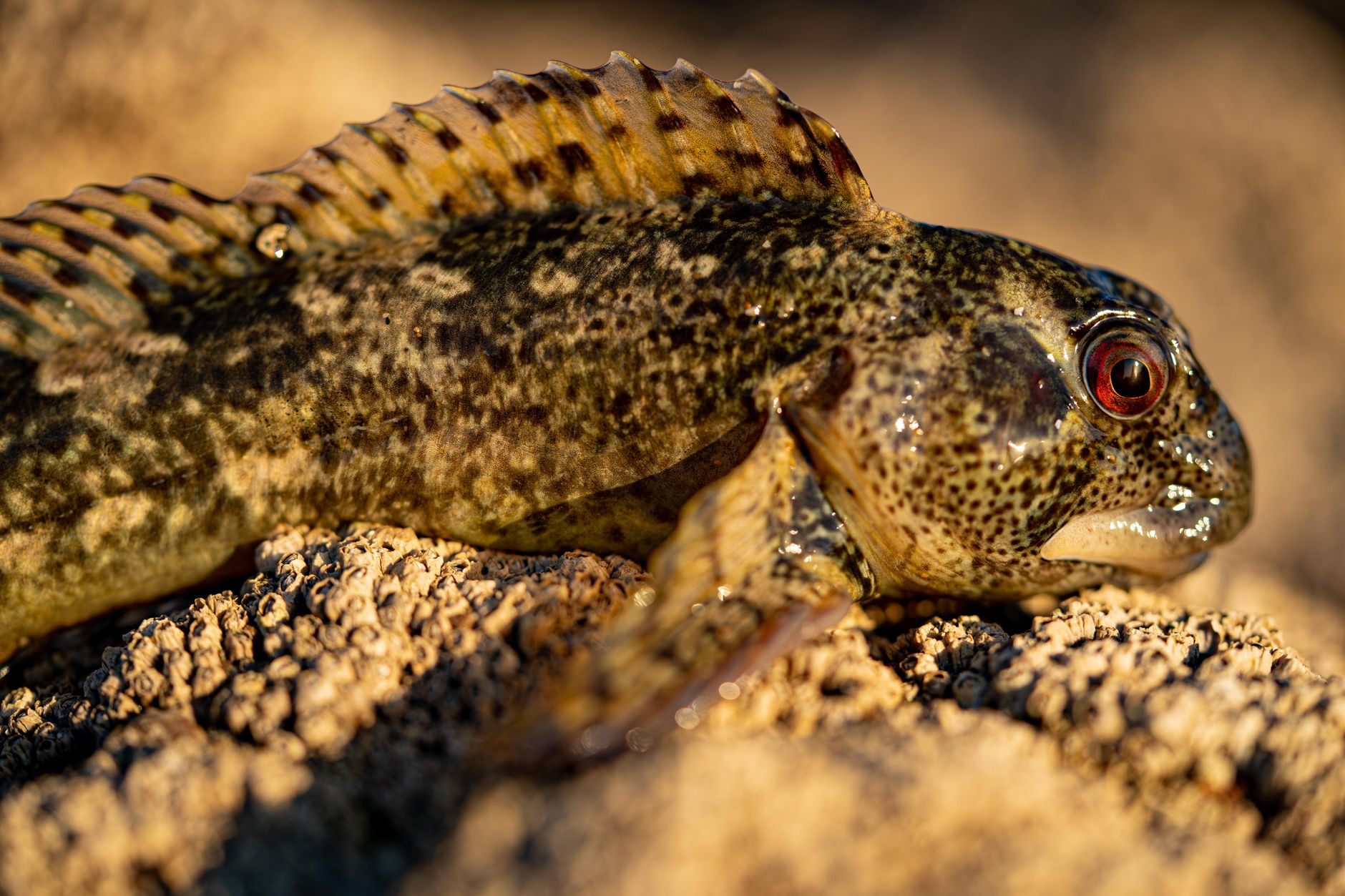 The Blenny
