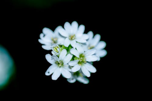 植物群, 特写, 白色的花朵 的 免费素材图片