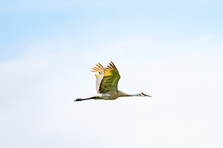 A Crane Flying In The Sky 