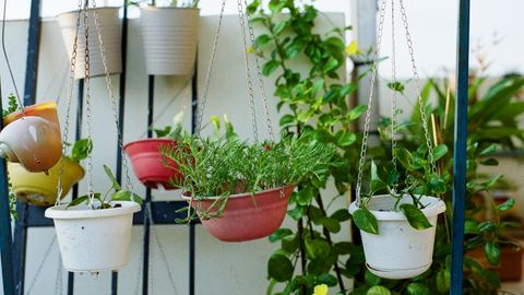 Colorful hanging pots with lush green plants in an outdoor garden setting.