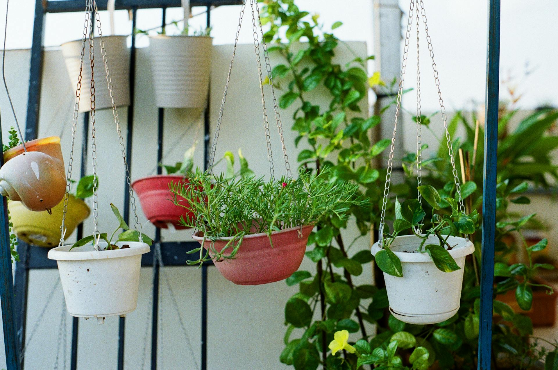 Colorful hanging pots with lush green plants in an outdoor garden setting.