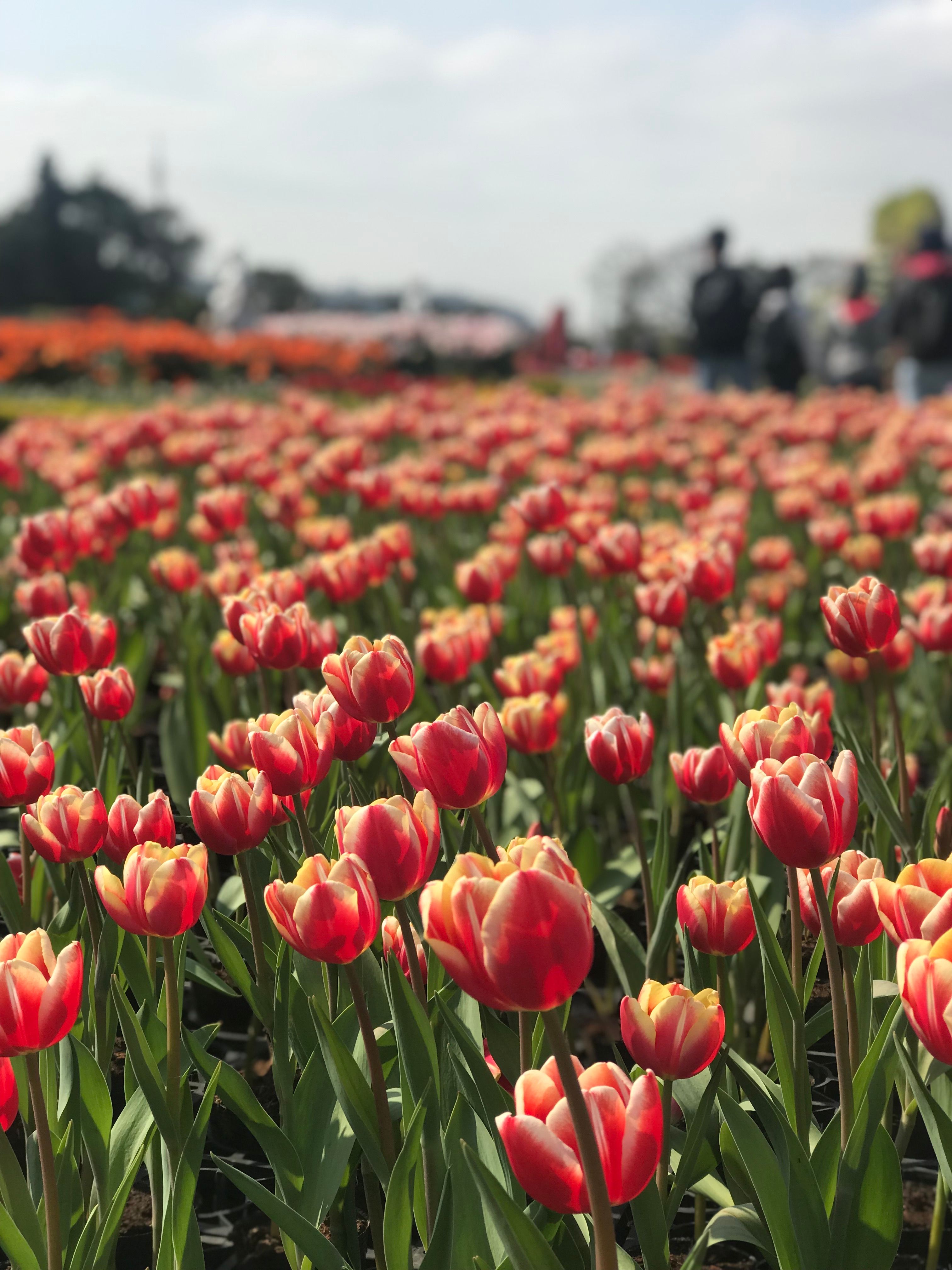 Red Tulips in Bloom · Free Stock Photo