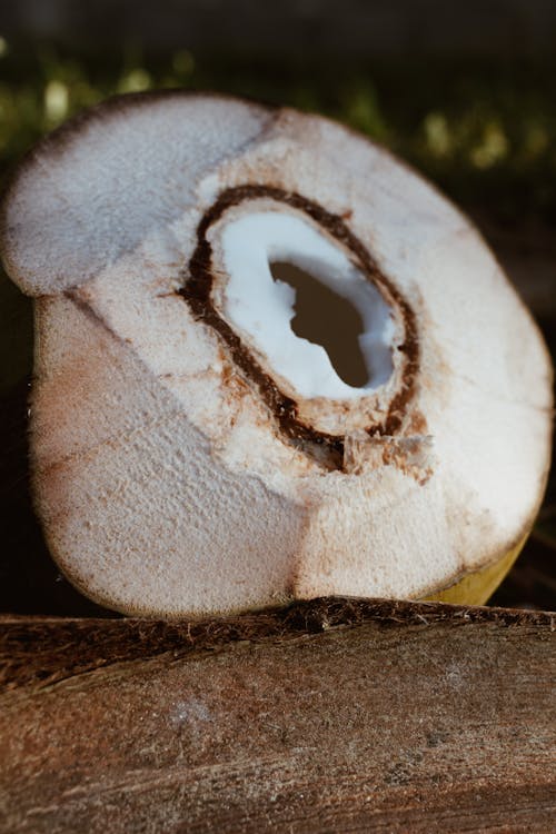Ilmainen kuvapankkikuva tunnisteilla kookos, kookospähkinän kuori, lähikuva Kuvapankkikuva