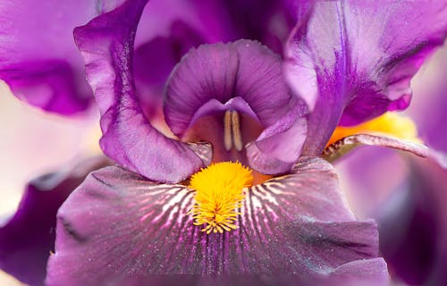 Gratis stockfoto met baard iris, bloeien, bloem fotografie Stockfoto
