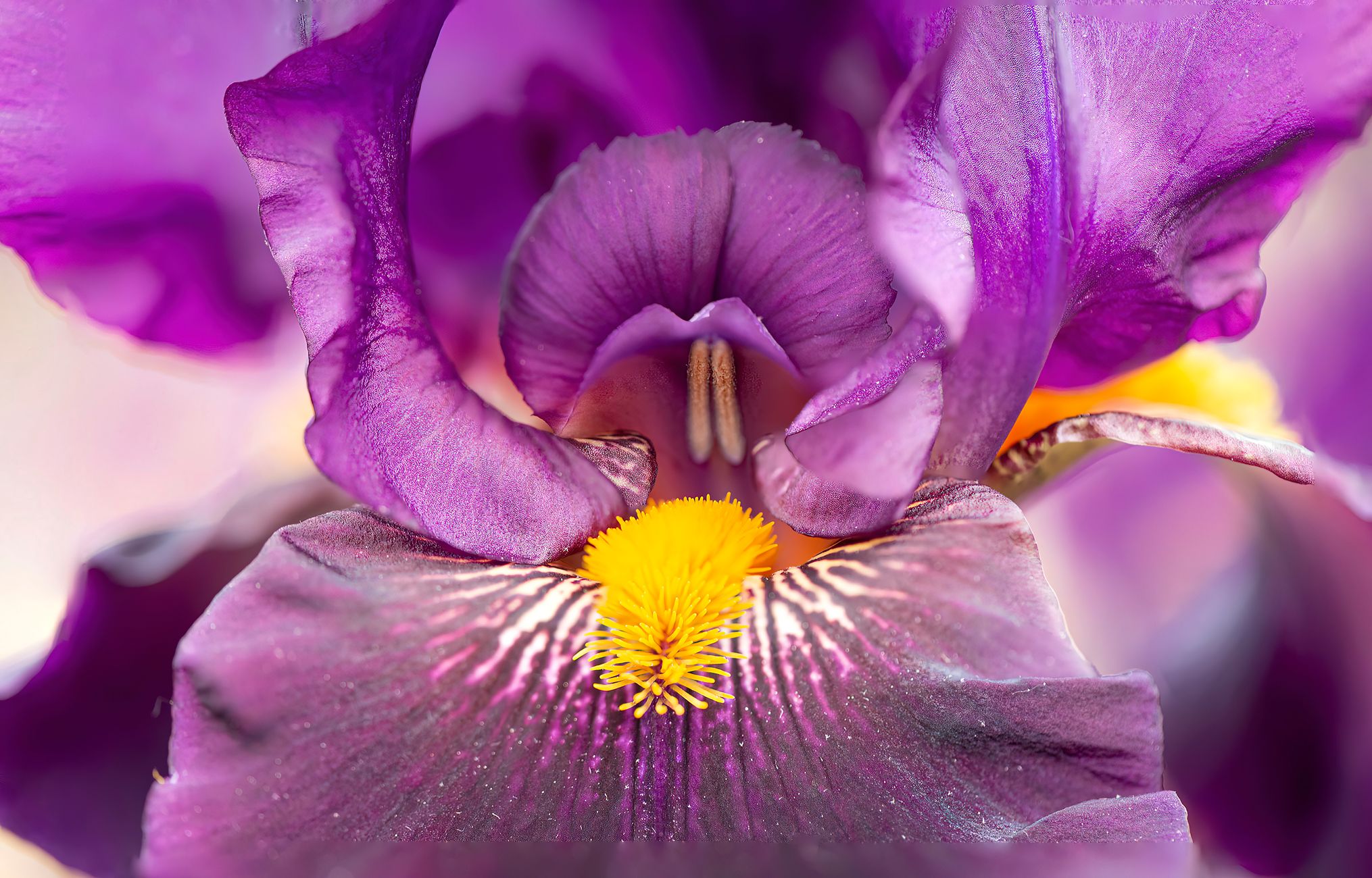Annuals vs. Perennials for Flower Gardens