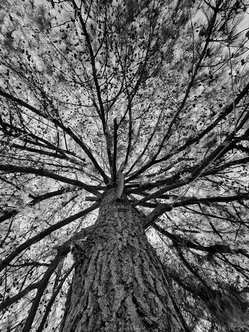 Grayscale Photo of a Tree