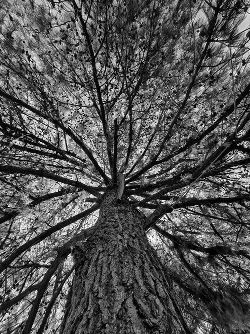 Free Striking low-angle shot of tree branches in monochrome capturing nature's symmetry in Mexico. Stock Photo