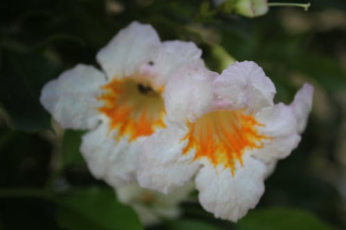 Gratis lagerfoto af hvide blomster