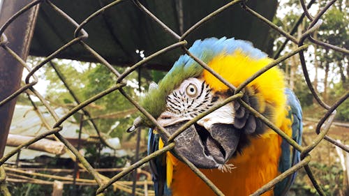 Δωρεάν στοκ φωτογραφιών με guacamaya, loro, naturaleza