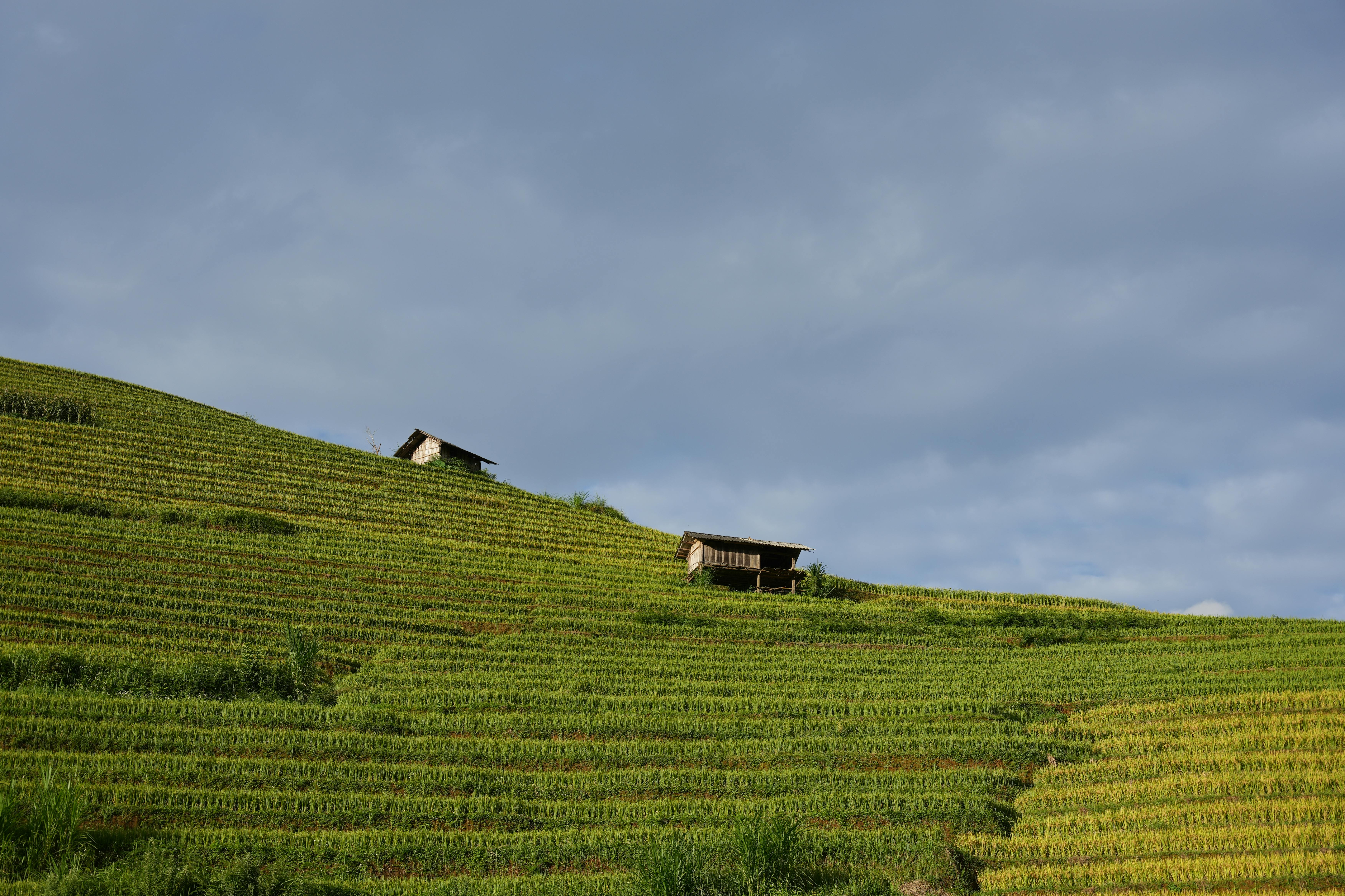 Miễn phí Ảnh lưu trữ miễn phí về cánh đồng trồng trọt, cảnh ngoài trời, cảnh quan xanh Ảnh lưu trữ