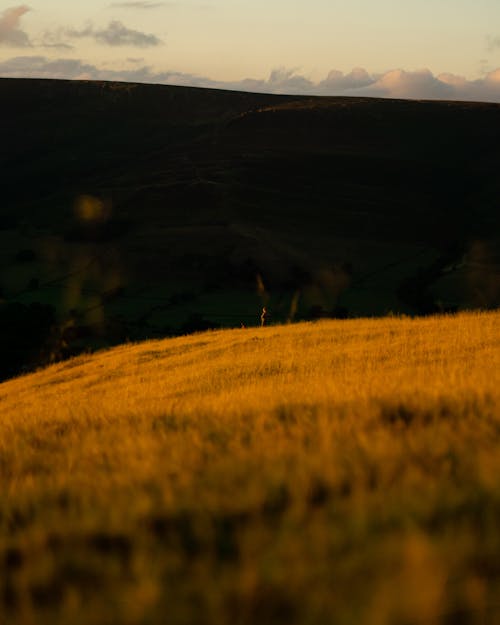 Photos gratuites de agriculture, campagne, champ d'herbe