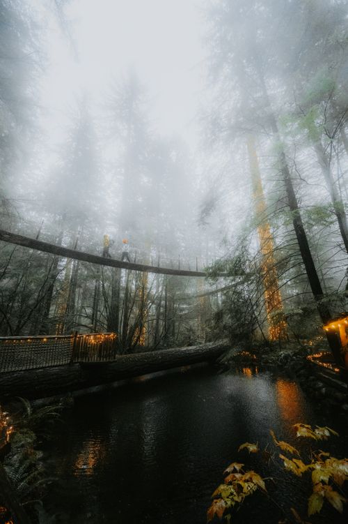 Free Misty forest scene with a high walkway and trees shrouded in fog, offering an enchanting atmosphere. Stock Photo