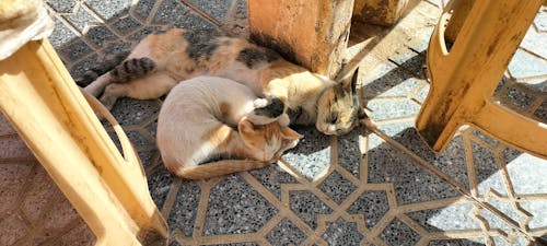 Cat marocaine