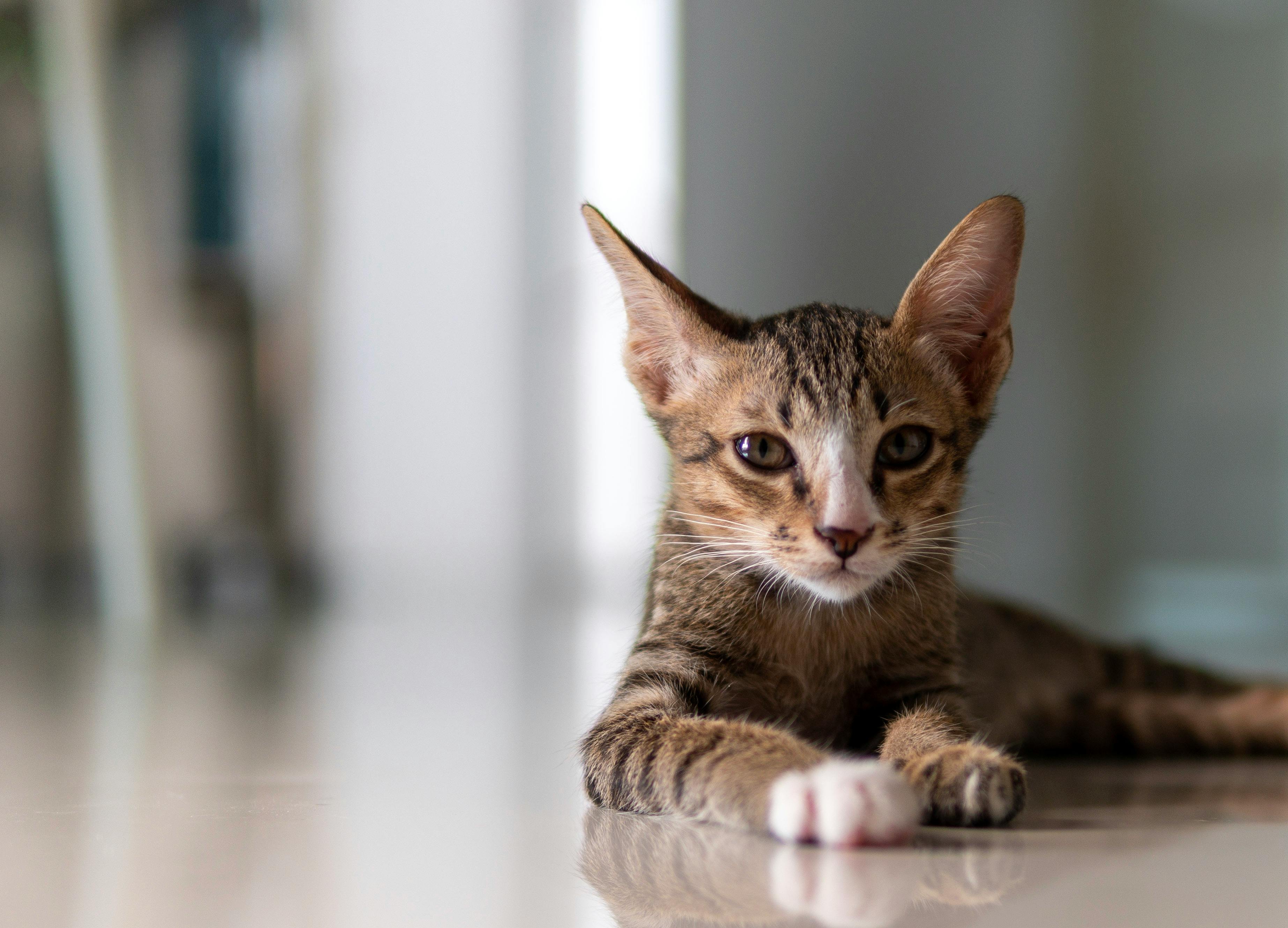 pet technology contact — Photo by Govit Pimthong on Pexels