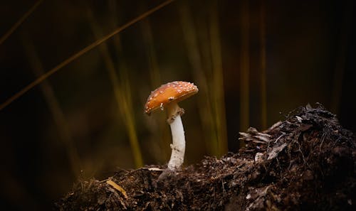 Ingyenes stockfotó ehető, élelmiszer, galóca témában