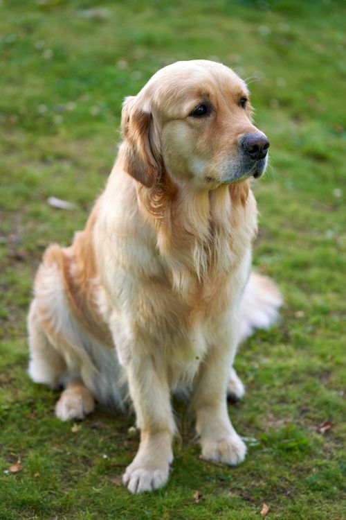 Free Golden retriever sitting on grass outdoors, perfect for pet photography. Stock Photo
