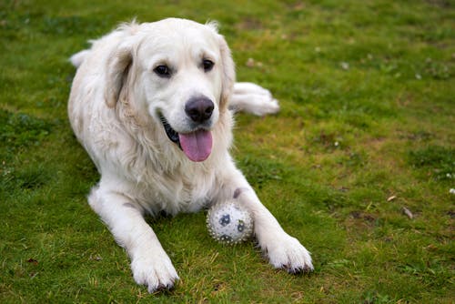 A Dog on Grass