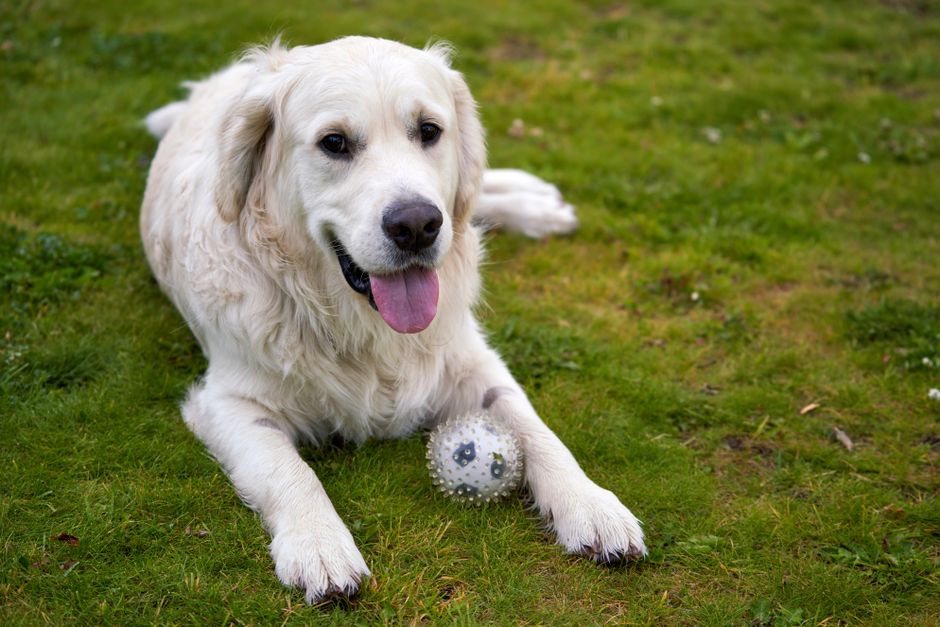 clean pet friendly lawn in Southwest Florida clean pet friendly lawn in Southwest Florida