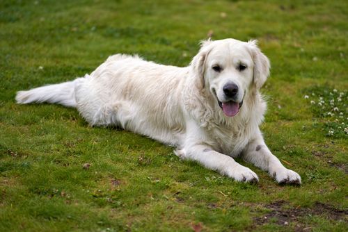 Free Charming golden retriever lying on grassy field, looking content and relaxed. Stock Photo