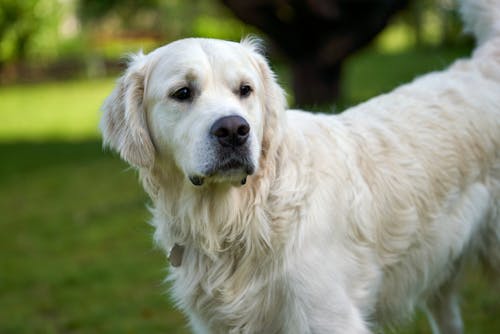 Free A white golden retriever is standing and paying attention Stock Photo