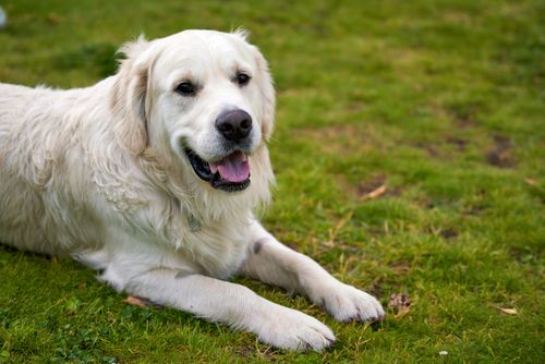 Free A white Golden Retriever lying down on green grass, enjoying a sunny day. Stock Photo