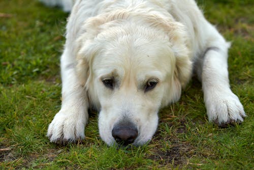Free A sad white golden retriever is resting his head on the grass Stock Photo
