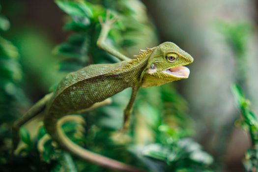chameleon photo