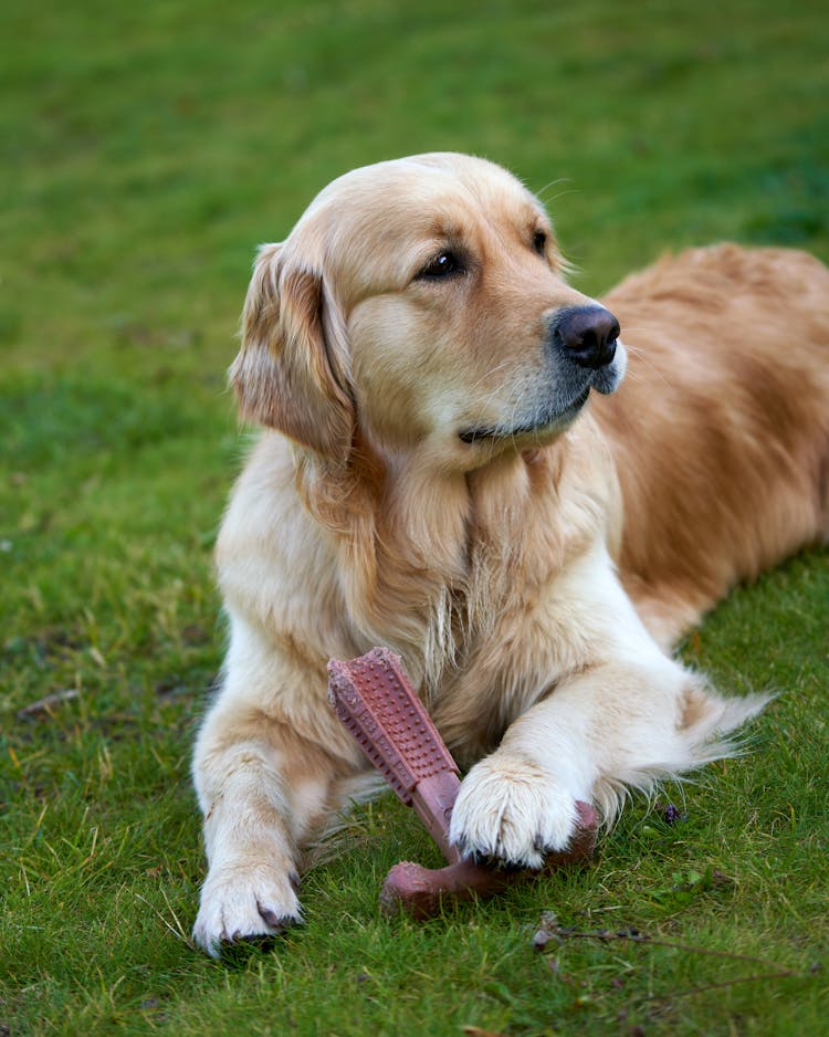 A Golden Retriever With A Chew Toy