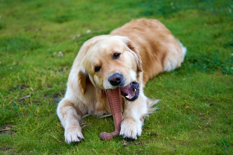 Perro con juguete dental en Anlú