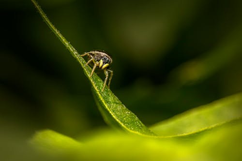 Základová fotografie zdarma na téma detail, fotografování hmyzem, hlístice