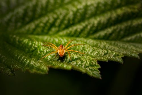 Free Close-up view of a yellow spider resting on a green leaf. Stock Photo