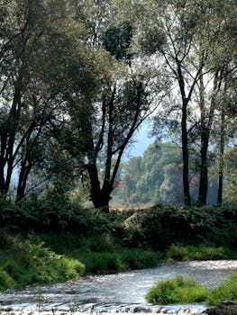 A serene forest scene with a flowing creek surrounded by green trees on a sunny day.
