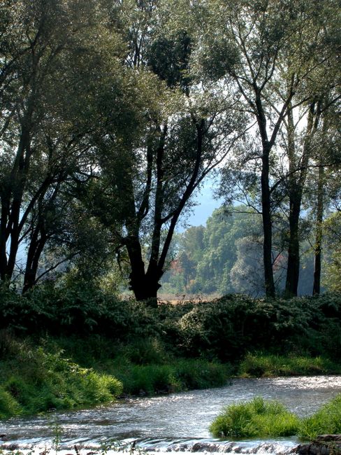 A serene forest scene with a flowing creek surrounded by green trees on a sunny day.