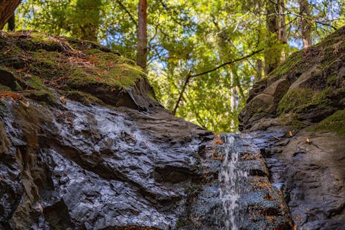 Gratis stockfoto met Bos, bossen, cascade