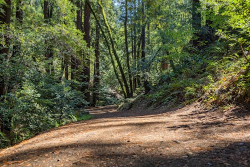 Unpaved Pathway in the Forest