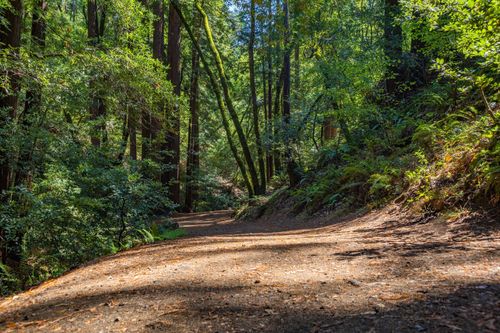 Free Explore a peaceful unpaved pathway surrounded by vibrant forest trees. Stock Photo