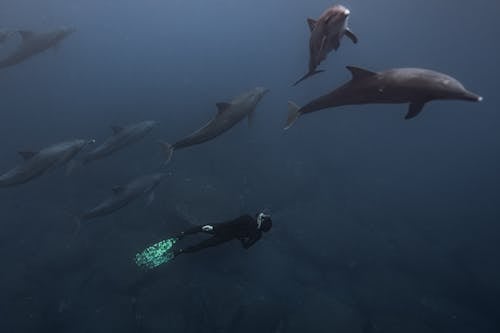 Kostnadsfri bild av delfiner, dykare, person