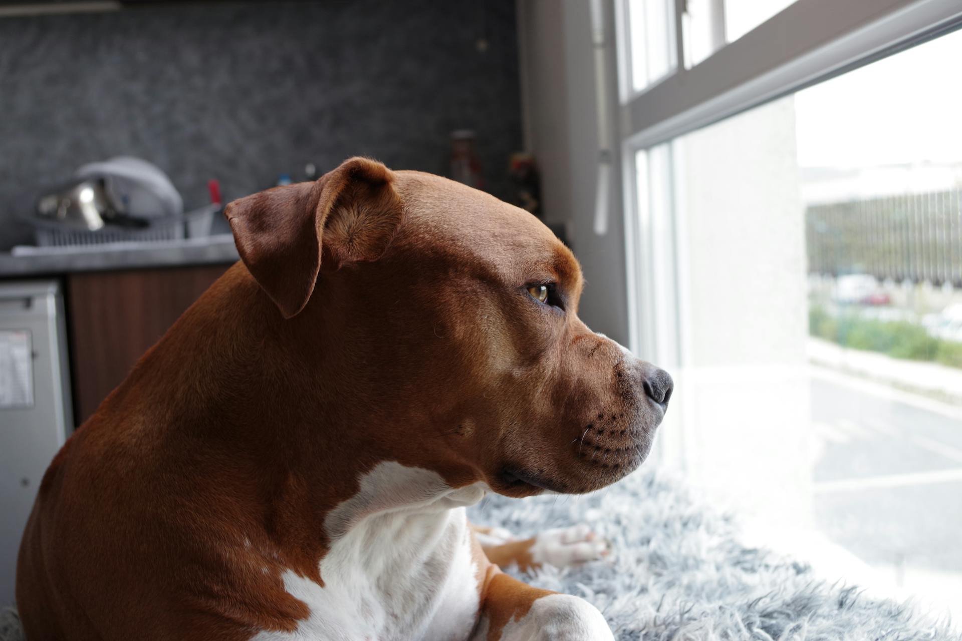 Amerikansk pitbullterriervalp på fönsterrutan, närbild