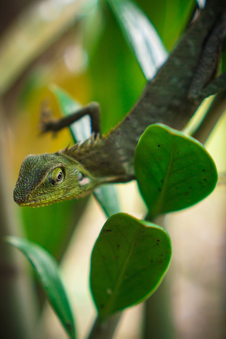 A Chameleon On Green Plant