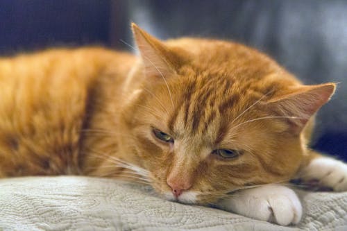 ベージュのクッションの上に横たわっているオレンジ色のぶち猫