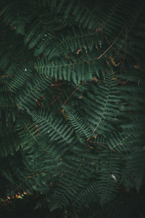 Green Leaves in Close Up Photography