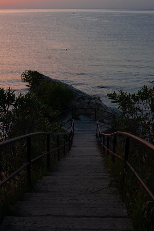 Immagine gratuita di impianti, mare, oceano