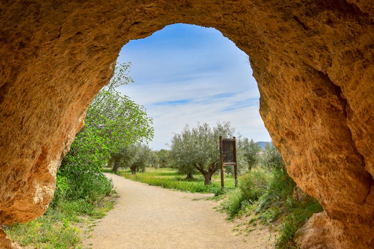 Cave In The Forest 