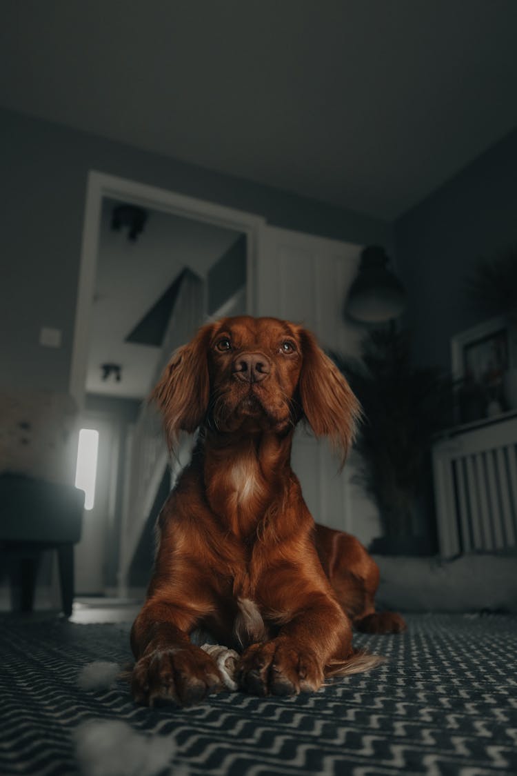 Close Up Photo Of Dog Lying On The Floor