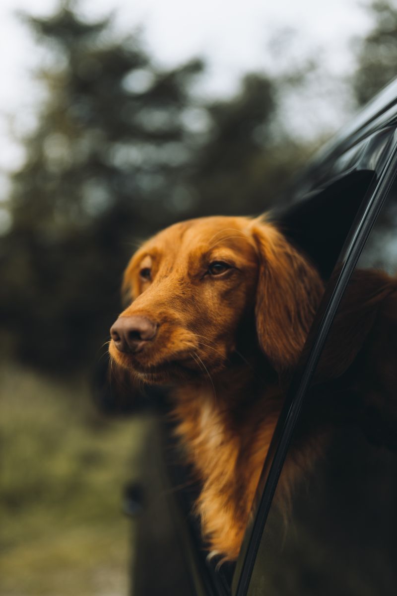 Dog exploring a park in Japan on leash
