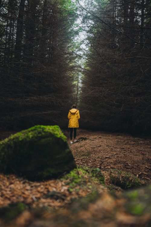 Free A lone person in a yellow jacket stands on a forest path surrounded by tall trees. Stock Photo