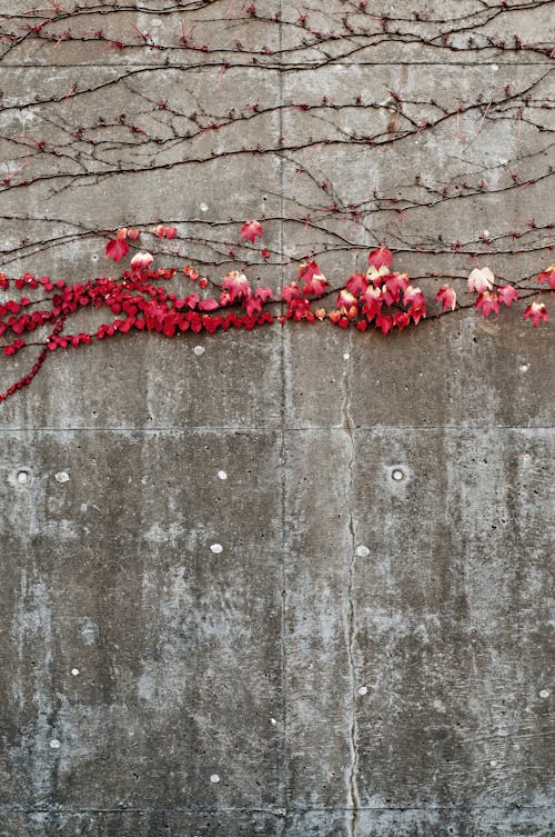 Základová fotografie zdarma na téma beton, břečťan, červená