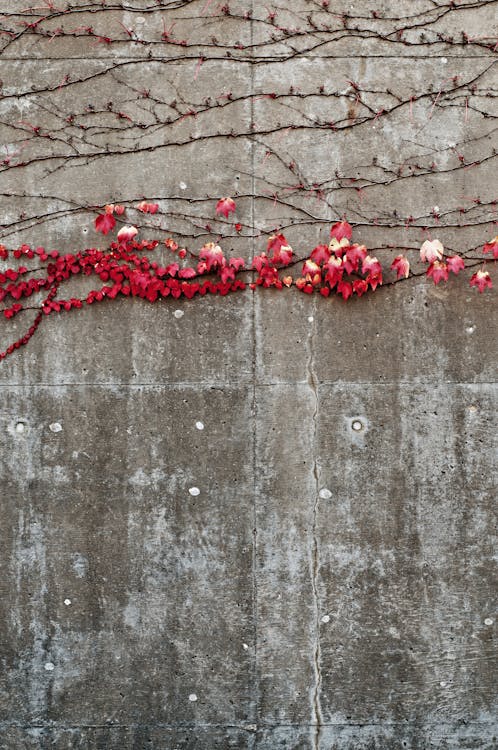 Kostenlos Rote Blumen Stock-Foto