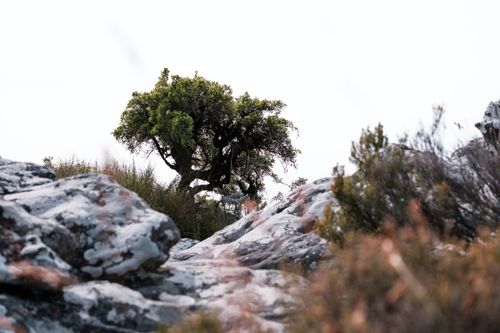 Free Serene view of a lone tree amidst rocky landscapes on Table Mountain, South Africa. Stock Photo