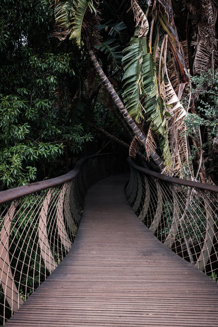 Walkway At Kirstenbosch Botanical Gardens